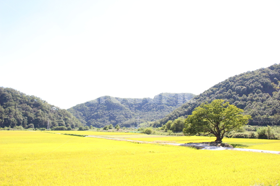 자연,벼,가을논,느티나무,나무,가을풍경,황금들판,황금들녁,시골,nature,outdoors,autumn,자연,풍경,nature,landscape