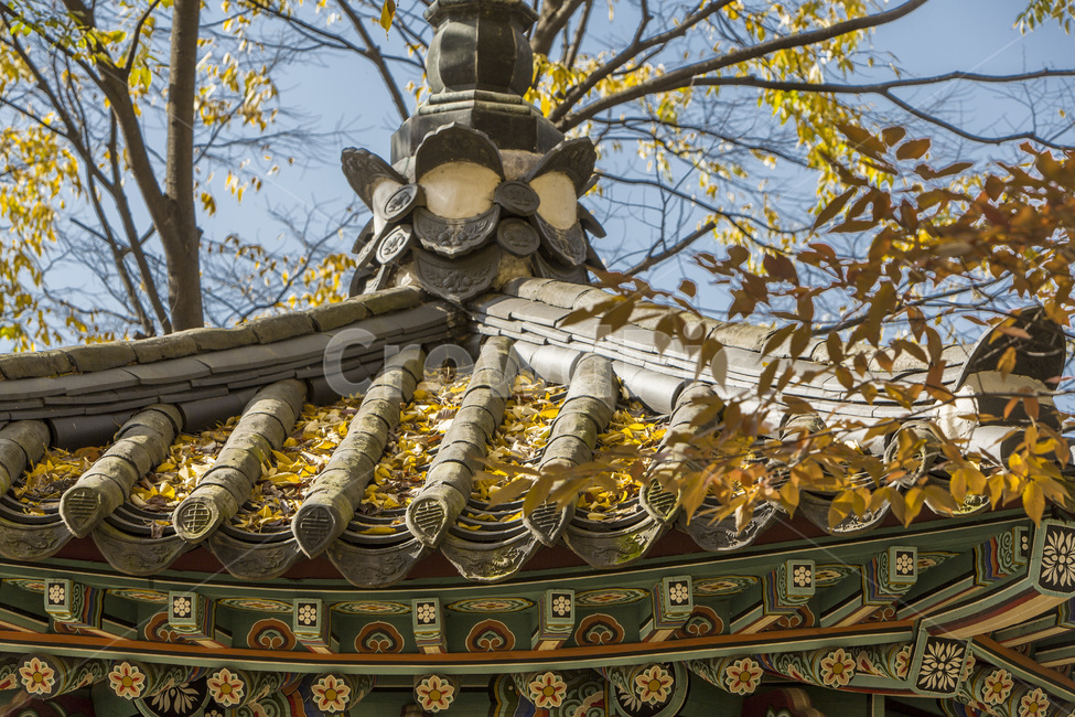 단청,문야,가을,낙엽,전통,가을,계절,fall,autumn,season,한국전통,한국문화,korean traditional,korean culture,건축물,건물외관,exterior,building,structure,architecture,construction