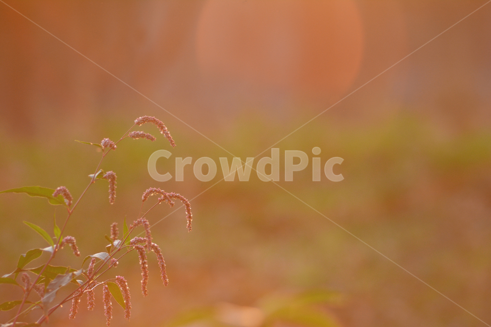 가을,가을배경,감성사진,들꽃,들풀,가을분위기,보케,빛망울,플레어,bokeh,가을서정,가을감성,잡초,plant,background,여뀌,flowers,season,식물,autumn,fall,10월,11월,풍경,배경,바탕,백그라운드,해질무렵,식물,자연,plants,nature