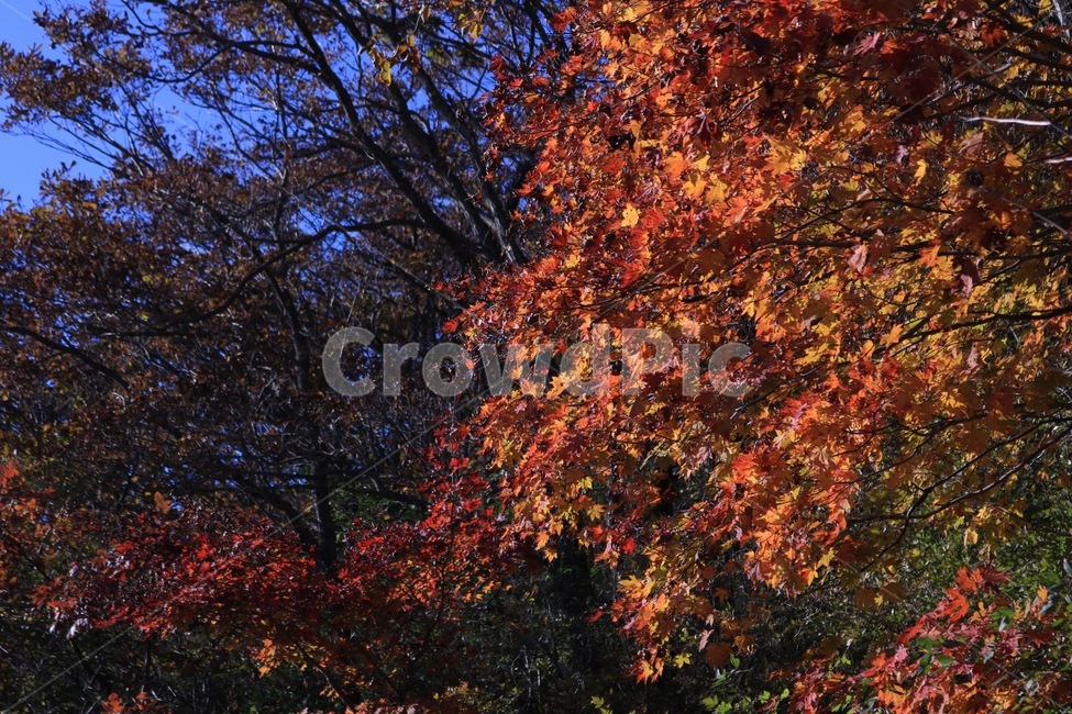 단풍,maple,plant,나무,tree