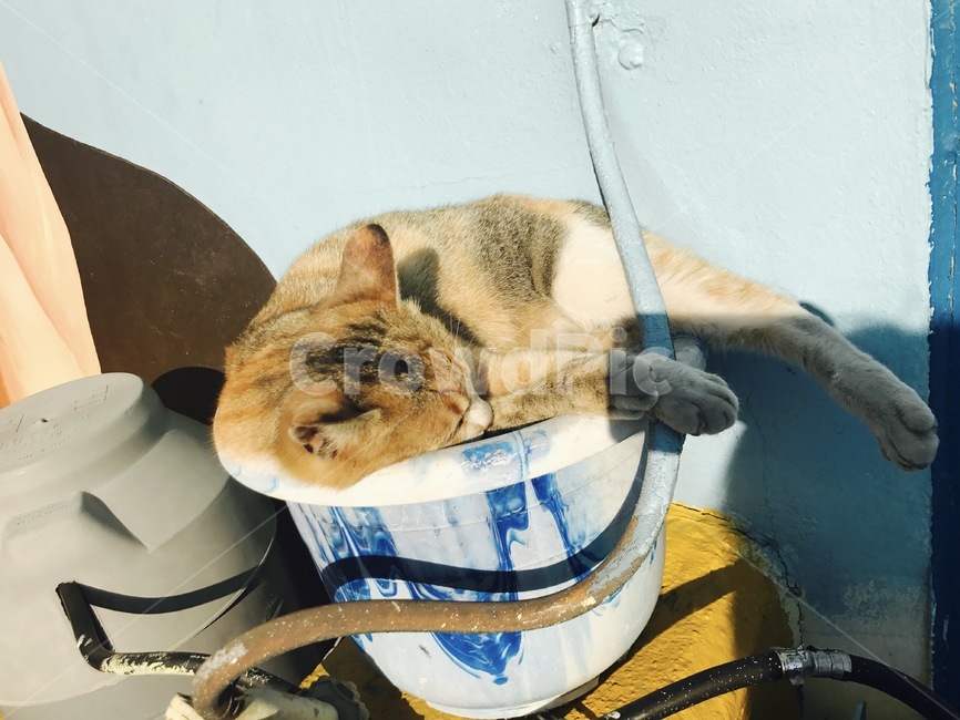 고양이,길고양이,햇살,낮잠,cat,동물,animal,포유류,mammal,고양이,cat,kitten,kitty
