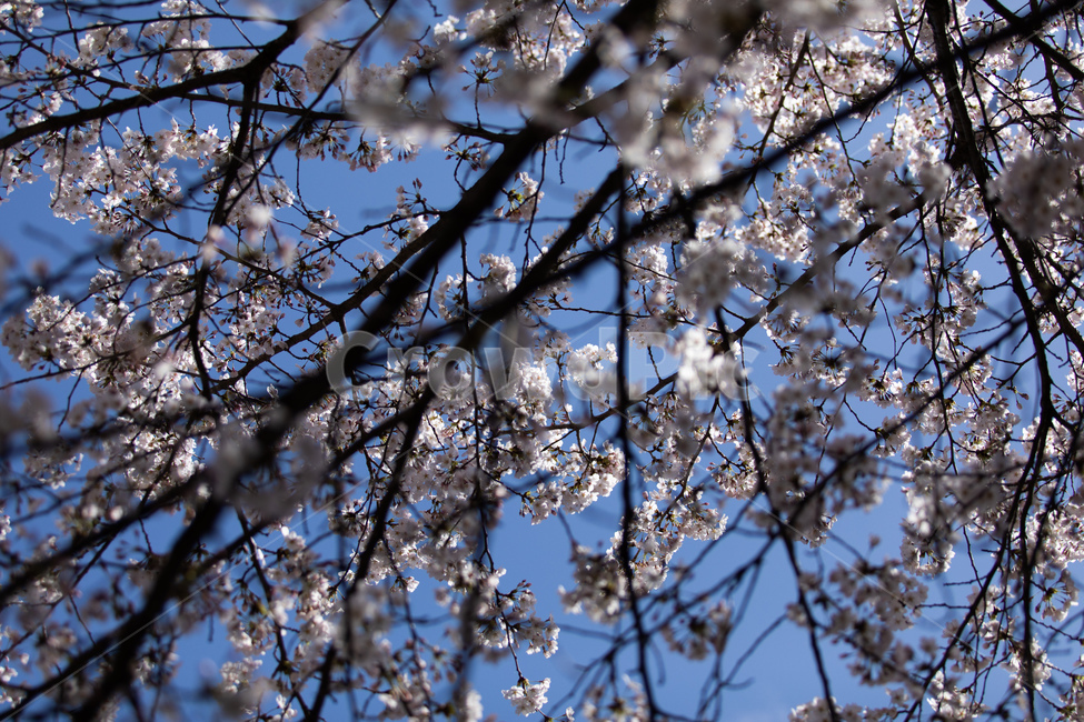 봄,자연,꽃,벚꽃,풍경,하늘,나무,봄,계절,spring,season,식물,자연,plants,nature,꽃,flower,plant,blossom