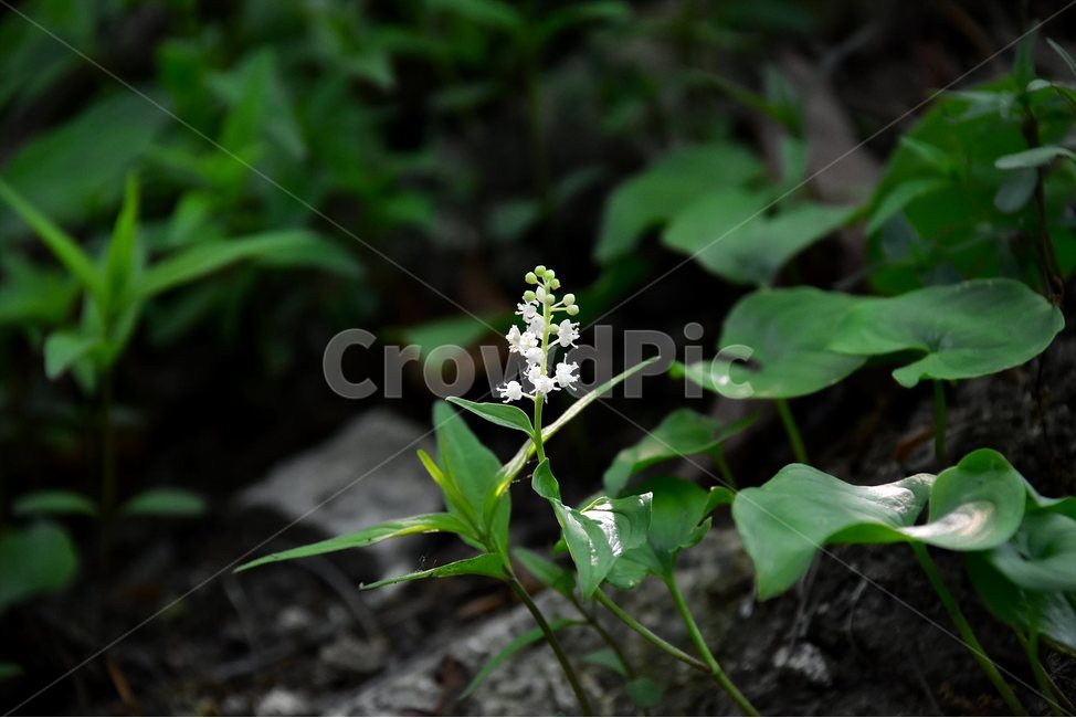 두루미꽃,야생화,꽃,식물,자연,생태,플라워,flower,plants,nature,식물,자연,plants,nature,꽃,flower