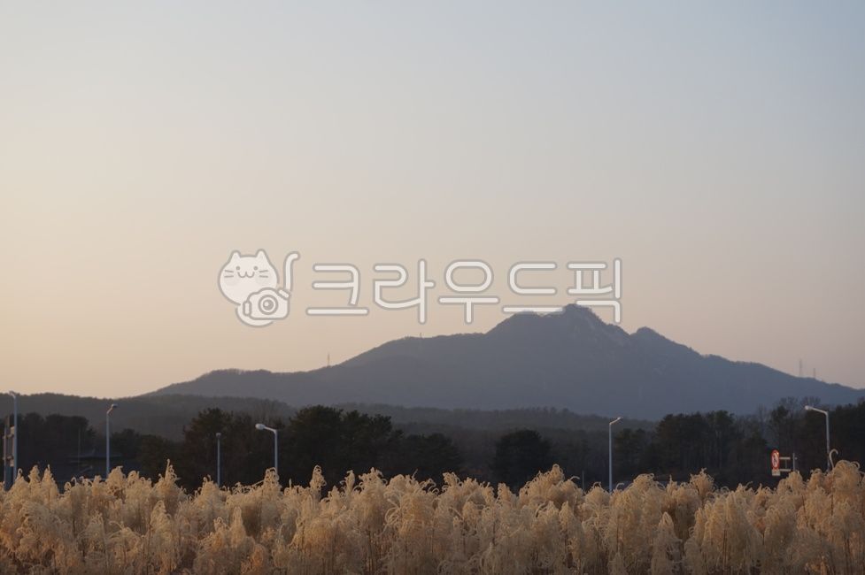 mountain,outdoors,nature,Silver grass,cloudless sky,plant,Korean natural scenery,silver grass field,Korean landmark