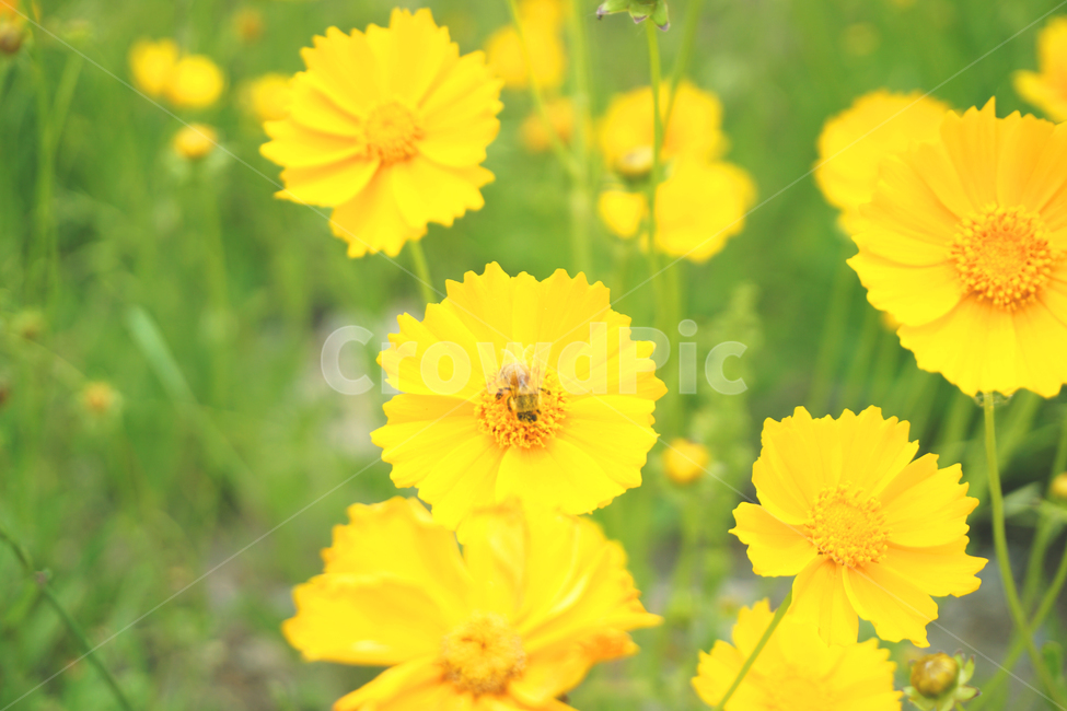 꽃,꿀벌,벌,bee,flower,노란꽃,yellowflower,yellow