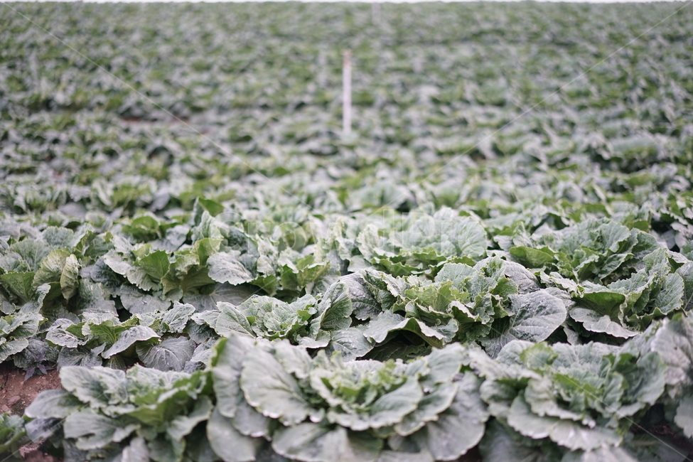 배추,배추밭,고랭지,초록,김치,밭,채소,야채,vegetables,산업,industry,industrial,농업,농사,agriculture,farming,farming industry