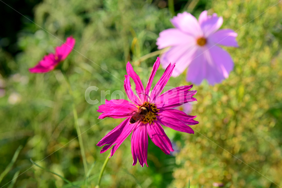 코스모스,코스모스꽃,꽃,벌,꿀벌,가을,가을꽃,식물,국화과,꽃잎,cosmos,flower,fall,autumn,blossom,bee,honeybee,식물,자연,plants,nature,꽃,flower,곤충,벌레,insect,bug