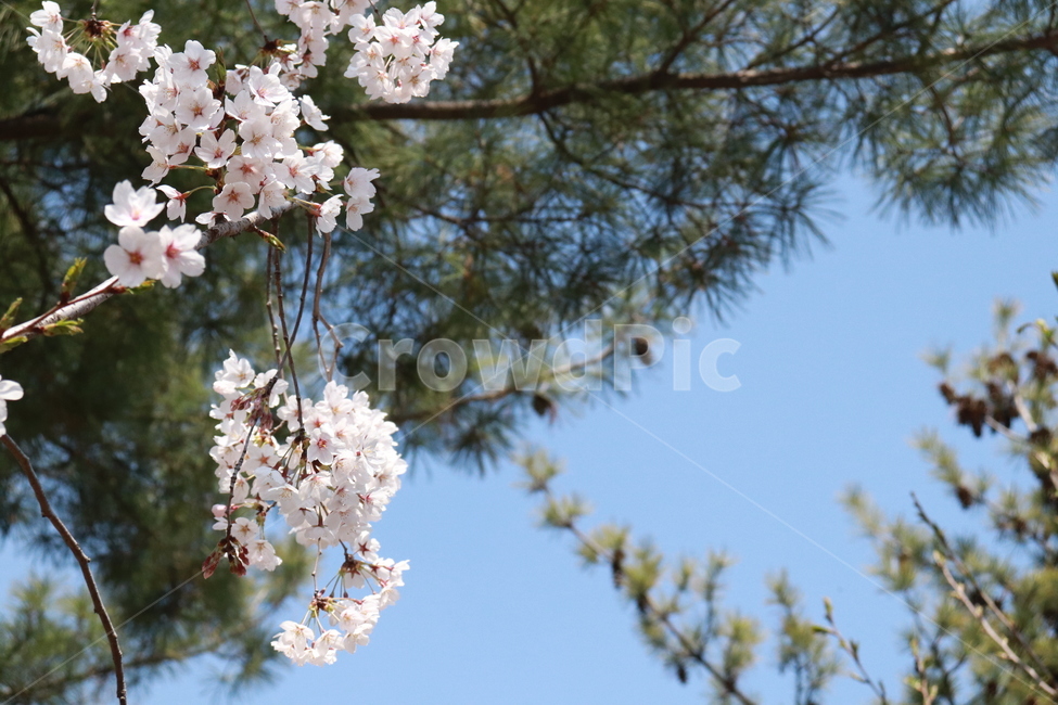 꽃,벚꽃,봄,자연,나무,봄,계절,spring,season,식물,자연,plants,nature,꽃,flower,plant