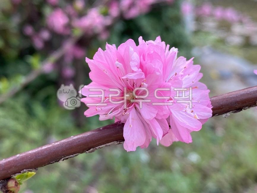 plant,식물,flower,꽃,옥매
