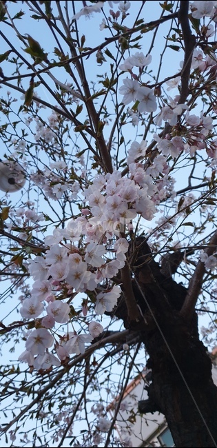 봄,꽃,플라워,봄꽃,살구꽃,분홍꽃,분홍색,봄,계절,spring,season,plant,식물,flower,blossom