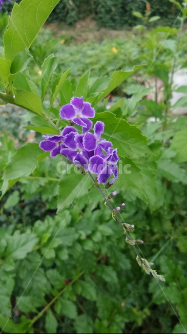 발렌타인자스민,보라색꽃,듀란타,마편초과,정원식물,식물,자연,plants,nature,꽃,flower