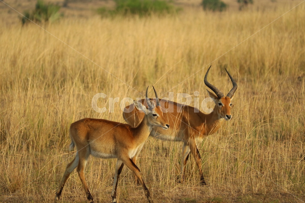 아프리카,사파리,자연,사슴,safari,africa,동물,animal,포유류,mammal