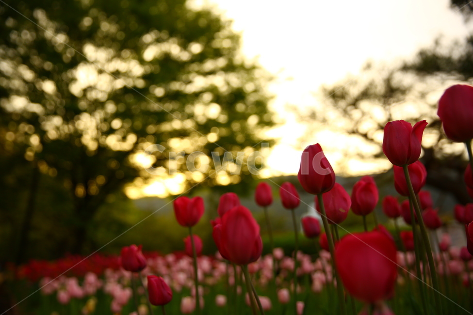 봄,꽃,튤립,노을,연지공원,햇살,꽃말,봄,계절,spring,season,식물,자연,plants,nature,꽃,flower,감성,sensible,feeling,plant,blossom