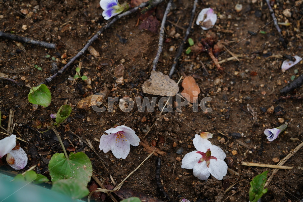 벚꽃,꽃,계절,봄,봄꽃,플라워,flower,날씨,화이트,흰색,하얀색,생명,생물,나무,느낌,감성,봄,계절,spring,season,식물,자연,plants,nature,꽃,flower,ground,바닥,plant,blossom