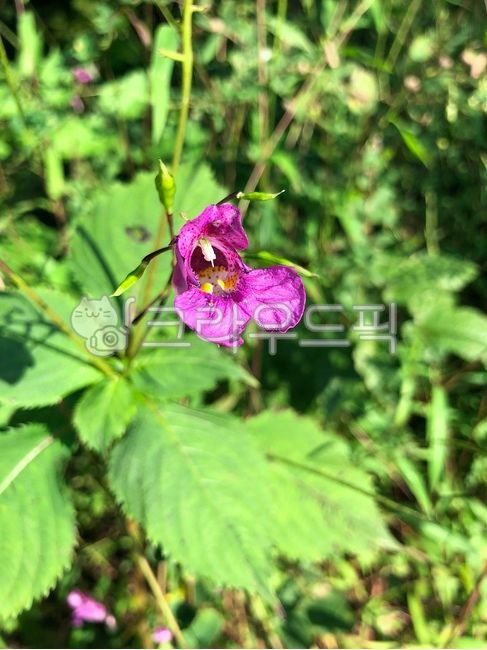 물봉선화,보라색꽃,들꽃,야생꽃,꽃배경,자연,꽃,가을꽃