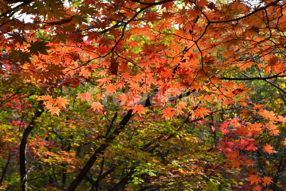 가을,단풍,자연,풍경,북한산,잎,단풍잎,붉은,나무,계절,계곡,숲,힐링,plant,fall,autumn,season,forestnature,landscape,한국자연풍경,한국자연경관,korea,tree,maple,leaf,가을,계절,fall,autumn,season,자연,풍경,nature,landscape,식물,plants,나무,trees,wood
