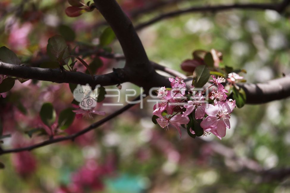 사과꽃,꽃,꽃잎,나뭇잎,appleblossom,malusdomestica,flower,petal,leaf