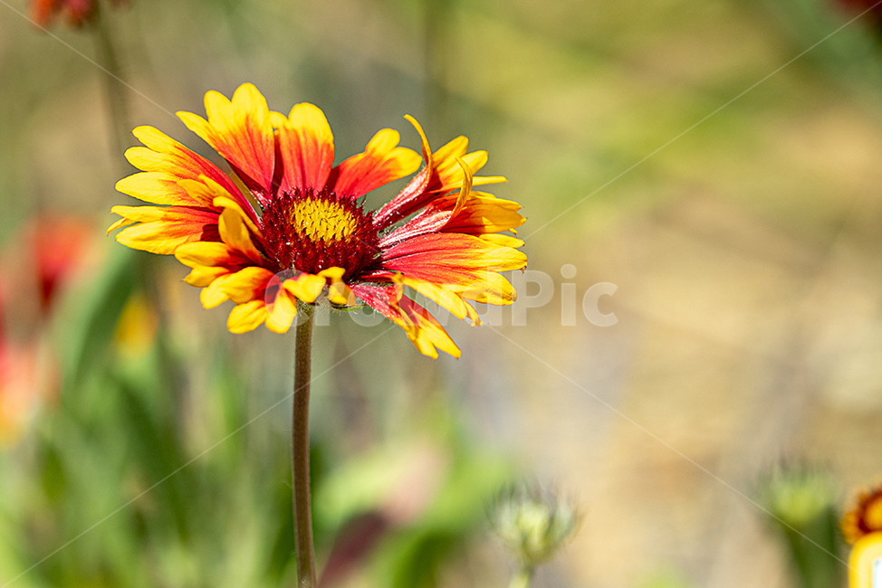 꽃,아름다움,인디언천인국,감성사진,flower
