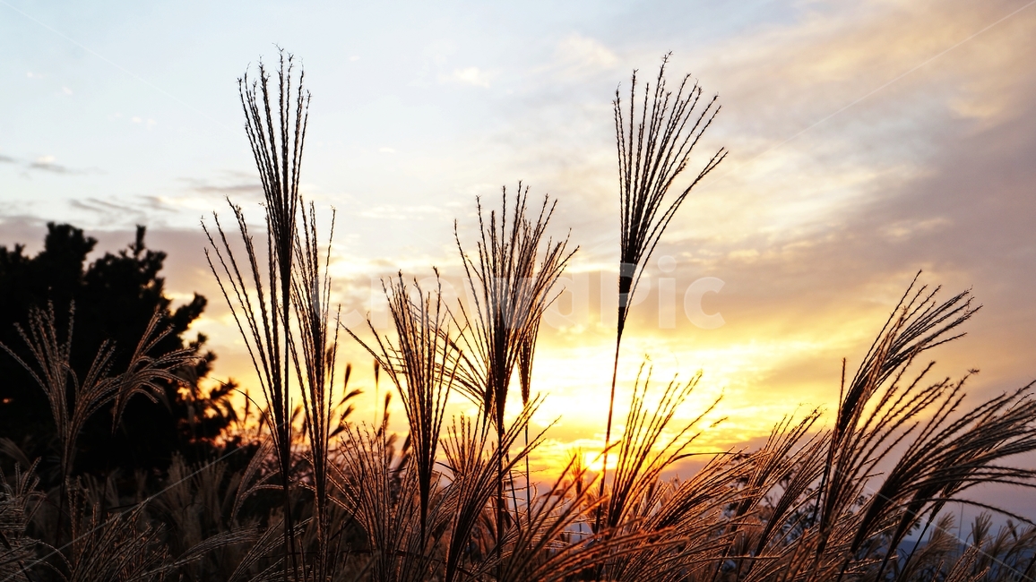 가을,억세,억세풀,가을산,가을풍경,자연,풍경,nature,landscape