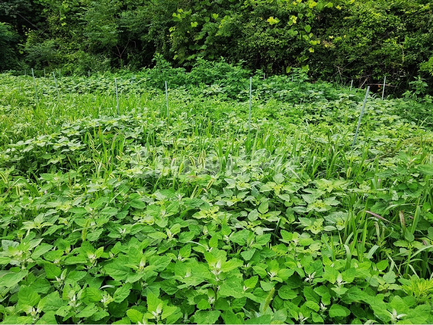 김매기,풀밭,밭일,잡초,게으름,자연,풍경,nature,landscape,식물,plants,plant,vegetation,초목
