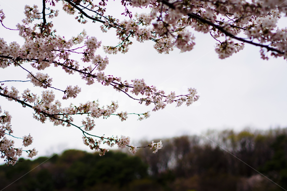 꽃,벚꽃,봄,흰색,배경,낮,계절,spring,season,풍경,나무,flower,오후,흐린,white,검정,black,보케,배경흐림,아웃포커스,포커싱,감성,꽃송이,식물,자연,plants,nature,봄꽃,하늘,봄,계절,spring,season,자연,풍경,nature,landscape,plant,blossom