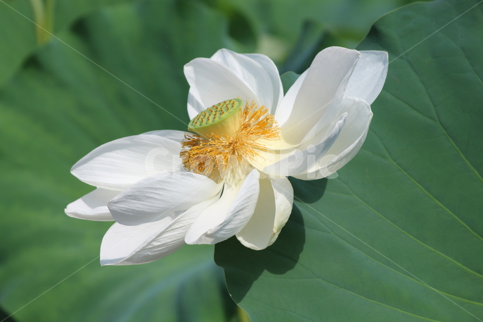 연꽃,꽃,자연,화이트,흰색,식물,풀,green,white,flower,식물,자연,plants,nature,꽃,flower