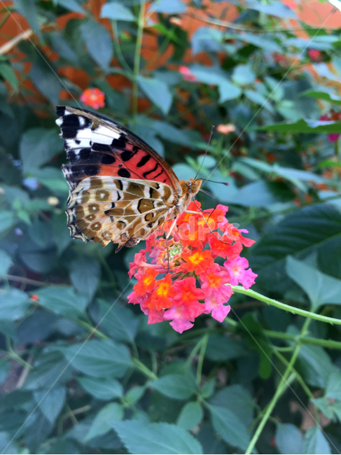 나비,butterfly,꽃,flower,봄,spring,자연,nature