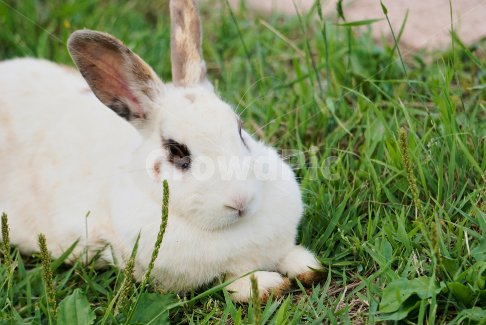 토끼,동물,야생,초식동물,포유류,자연,nature,rabbit,animal,야생동물,plant,식물,동물,animal,포유류,mammal