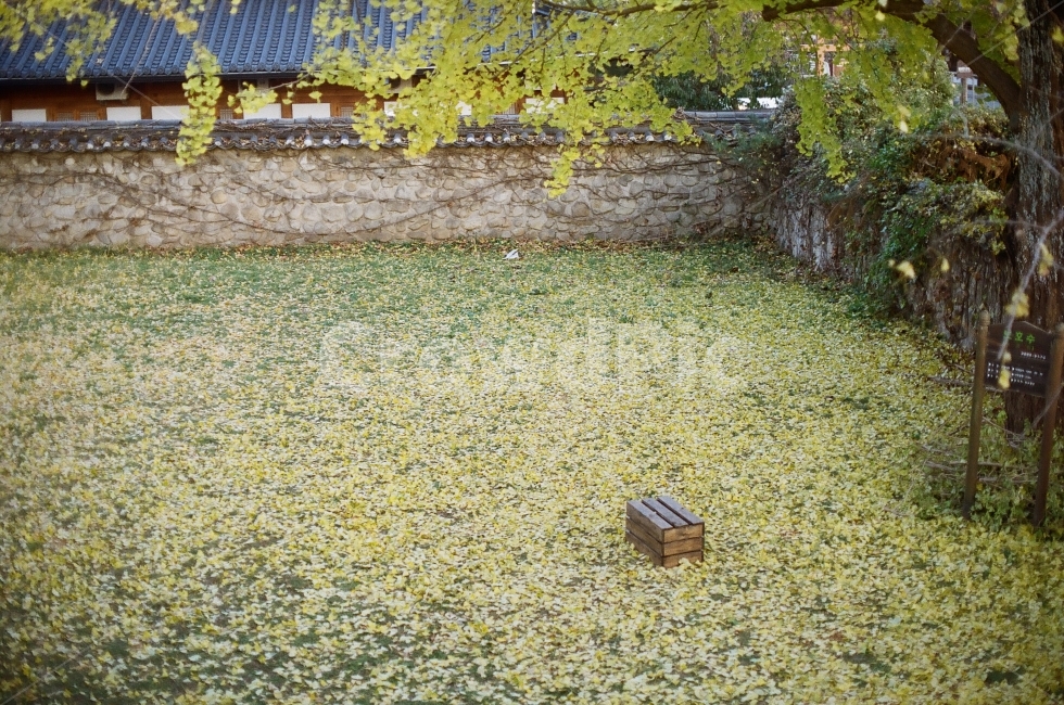 전주,향교,가을,은행나무,한옥,가을,계절,fall,autumn,season,한국전통,한국문화,korean traditional,korean culture,nature,자연,outdoors,옥외