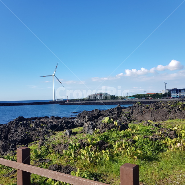 풍차,선인장,해안가,제주도,구름,여름,해안가마을,시골,자연,자연풍경,cactus,선인장군락지,월령