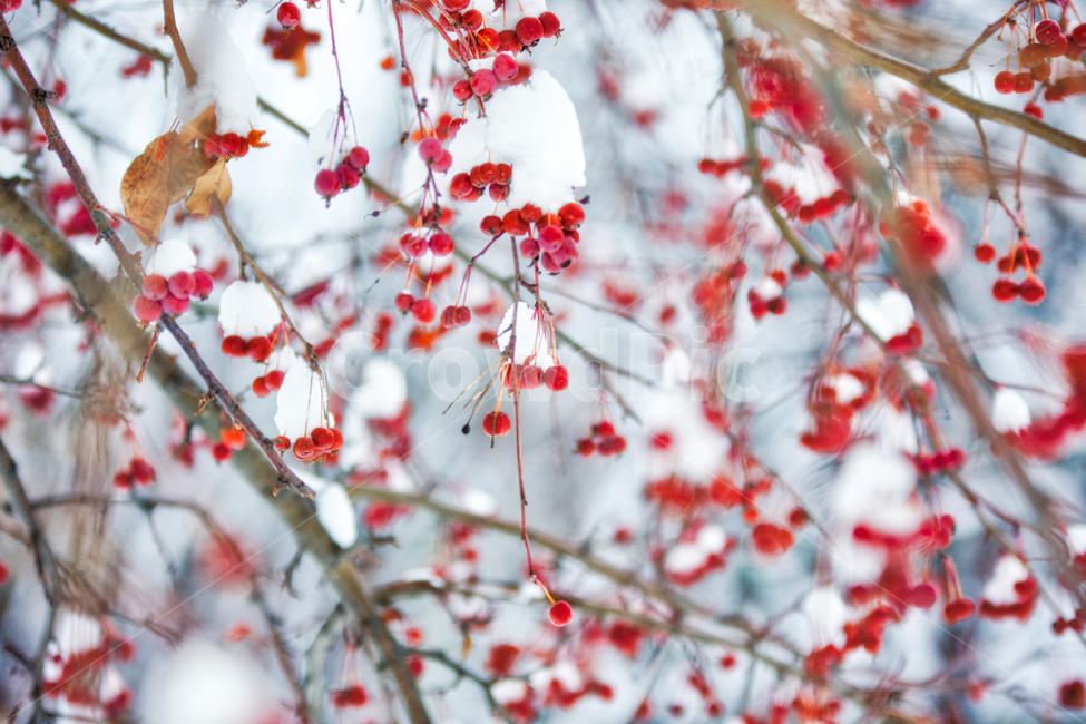 나무,과일,체리,겨울,눈,풍경,나뭇가지,빨강색,tree,winter,snow,cold,red,cherry,겨울,계절,winter,season,식물,자연,plants,nature,나무,trees,wood,과일,열매,fruit