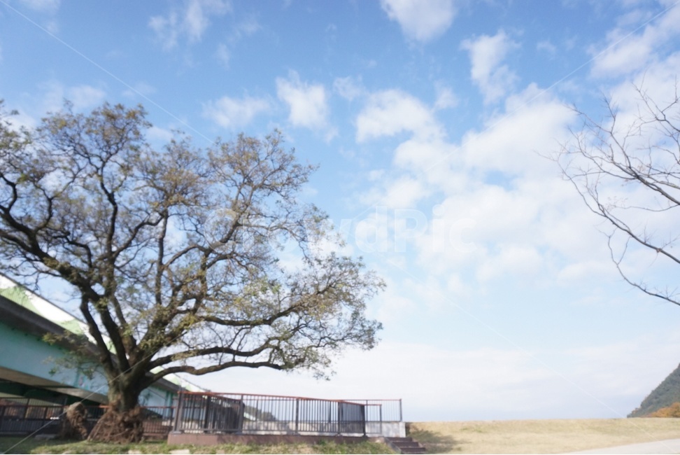 tree,나무,구름,감성,하늘,자연,풍경,nature,landscape