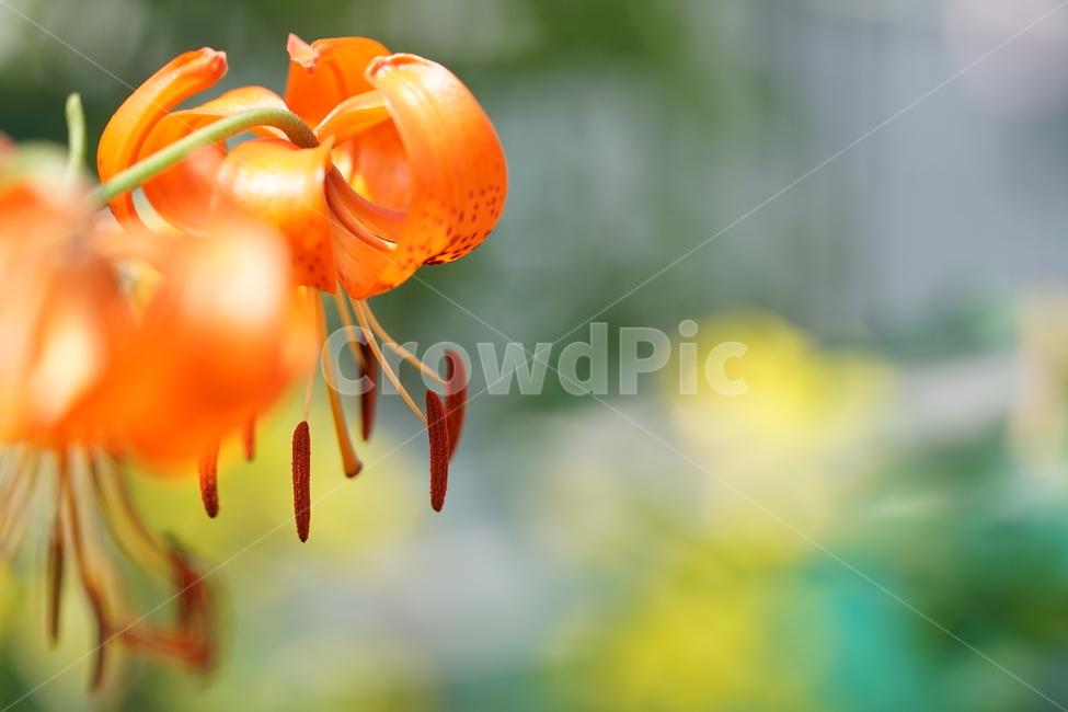 꽃,플라워,색감,컬러,주황색,오렌지빛,식물,접사,flower,생명,나리꽃,감성사진,자연,컬러풀,식물,자연,plants,nature,꽃,flower,색깔,색상,색채,색감,color sense,color sensitivity,feeling of color