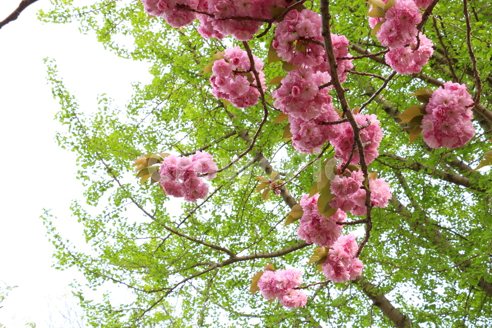 자연,풍경,꽃,분홍색,연두연두,부케,오월의신부,봄,계절,spring,season,식물,자연,plants,nature,꽃,flower,plant,blossom