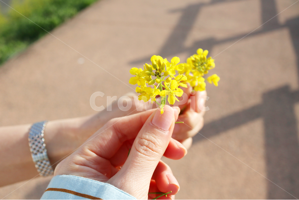 유채꽃,꽃,노란꽃,손,주남저수지,길,봄,계절,spring,season,식물,자연,plants,nature,꽃,flower,finger,손가락