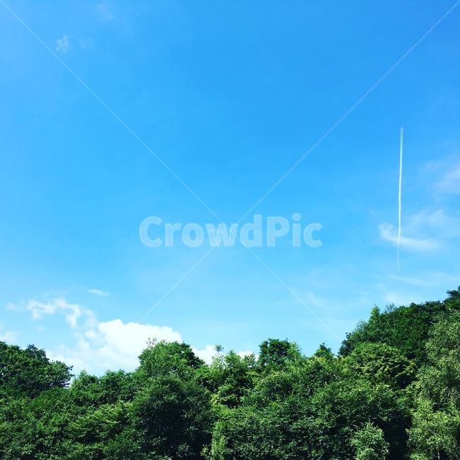 하늘,구름,여름,목장,숲,자연,풍경,nature,landscape,outdoors,옥외
