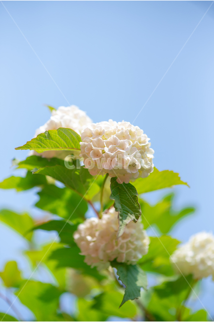 불두화,크림색,cream,분홍색,pink,꽃,flower,봄,spring,5월,may,푸른하늘,bluesky,식물,자연,plants,nature,꽃,flower