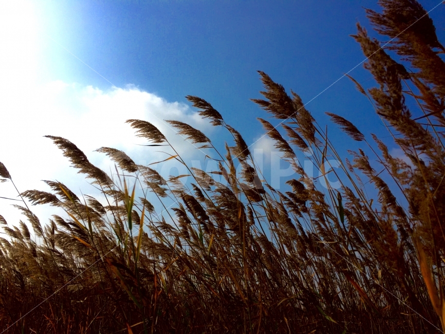 갈대밭,갈대,가을,화성,여행,경기도,가을,계절,fall,autumn,season,식물,자연,plants,nature,plant,grass,잔디,lawn