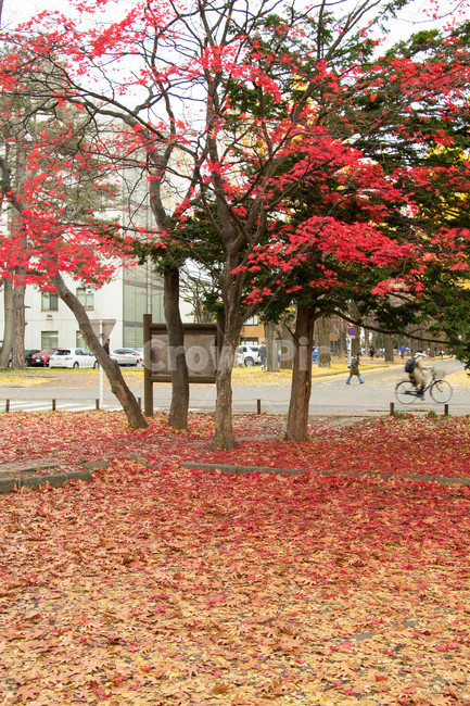 tree,나무,plant,식물,leaf,단풍나무,은행나무,가을,단풍,나뭇잎,잎