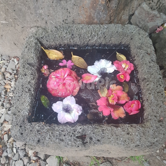 꽃,돌,낙엽,물,자연,봄꽃,웅덩이,감성,flower,꽃,flower