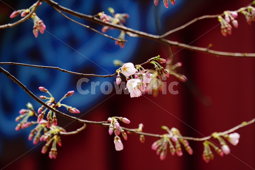 살구나무꽃,봄꽃,한국자연,꽃,꽃사진,플라워,flower,봄,spring,식물,plants,자연,nature,풍경,landscape,계절,season,snap,스냅,접사,macro,closeup,클로즈업,감성사진,감성,힐링,healing,느낌,feel,feeling,꽃밭,화단,나무,나뭇가지,tree,꽃봉오리,4월,April,살구나무,한옥,봄,계절,spring,season,식물,자연,plants,nature,꽃,flower,plant