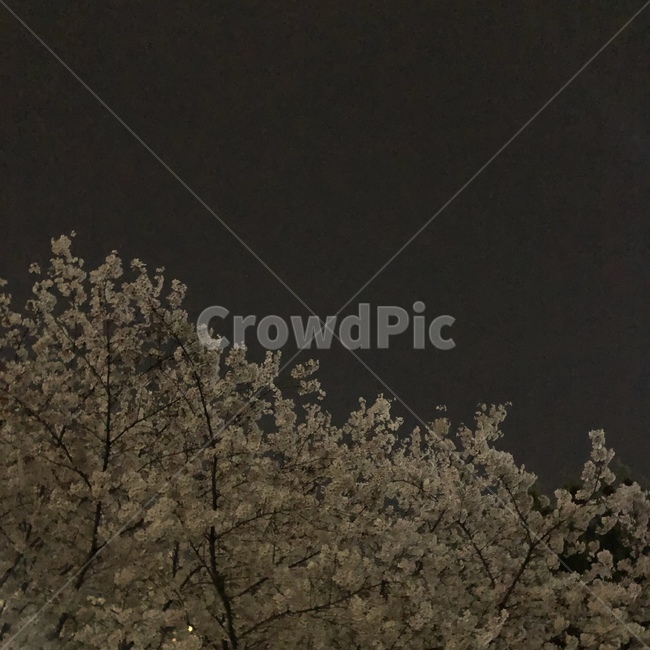 봄,밤,벚꽃,계절,자연,봄밤,spring,nature,season,night,cherryblossoms