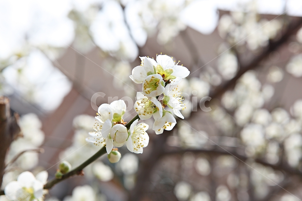 매화꽃,매화,꽃,꽃잎,봄꽃,봄,공원,식물,자연,식물,자연,plants,nature,꽃,flower