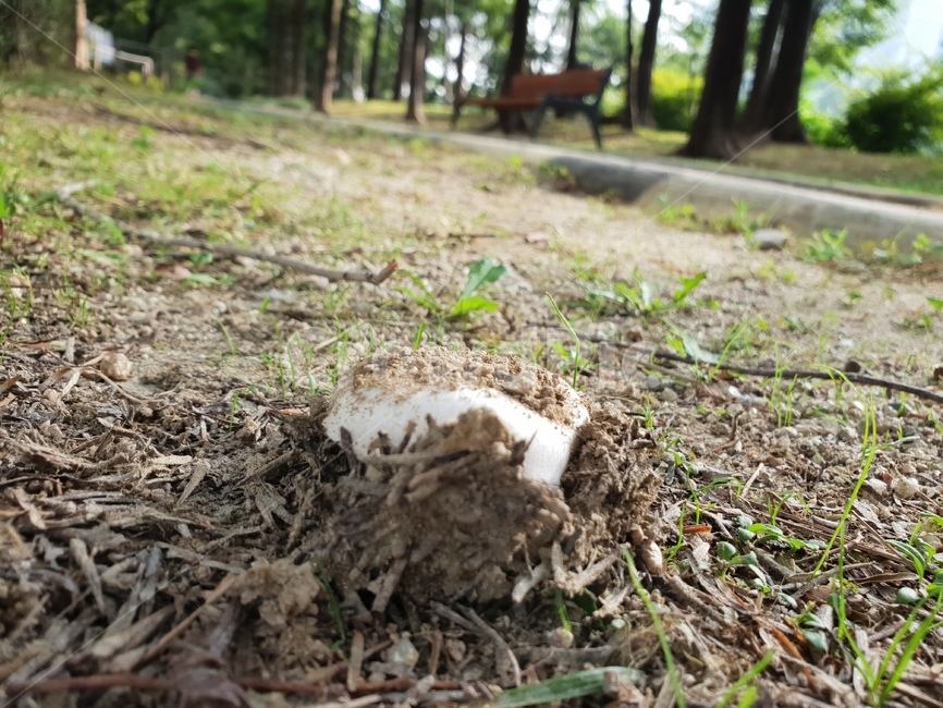 버섯,숲,화이트,힐링,자연,햇살,흙,자연,풍경,nature,landscape,ground,바닥