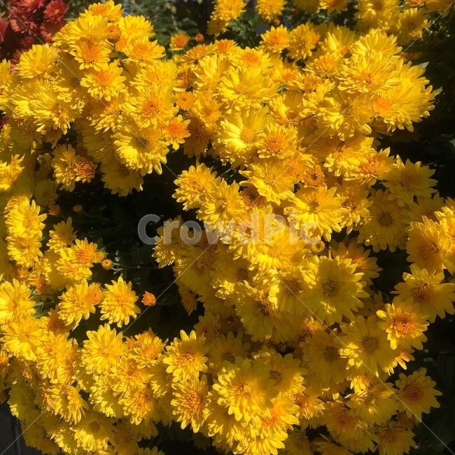 field,flower,chrysanthemum,flowerbackground,꽃배경,야생식물,wildplants,국내,노란색꽃,노란색국화,노란색,yellow,yellowbackground,season,계절,국화,봄,여름,가을,꽃,들판,plant,식물