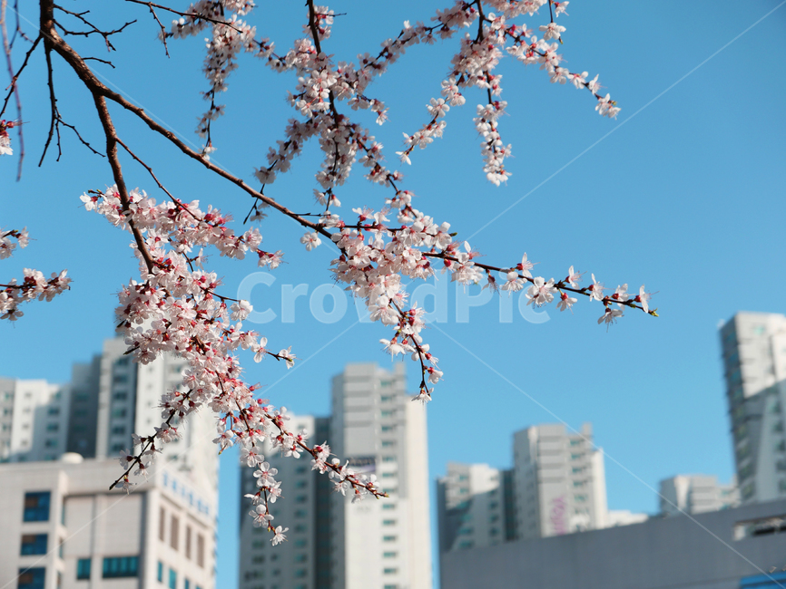 blossom,꽃,flower,봄,spring