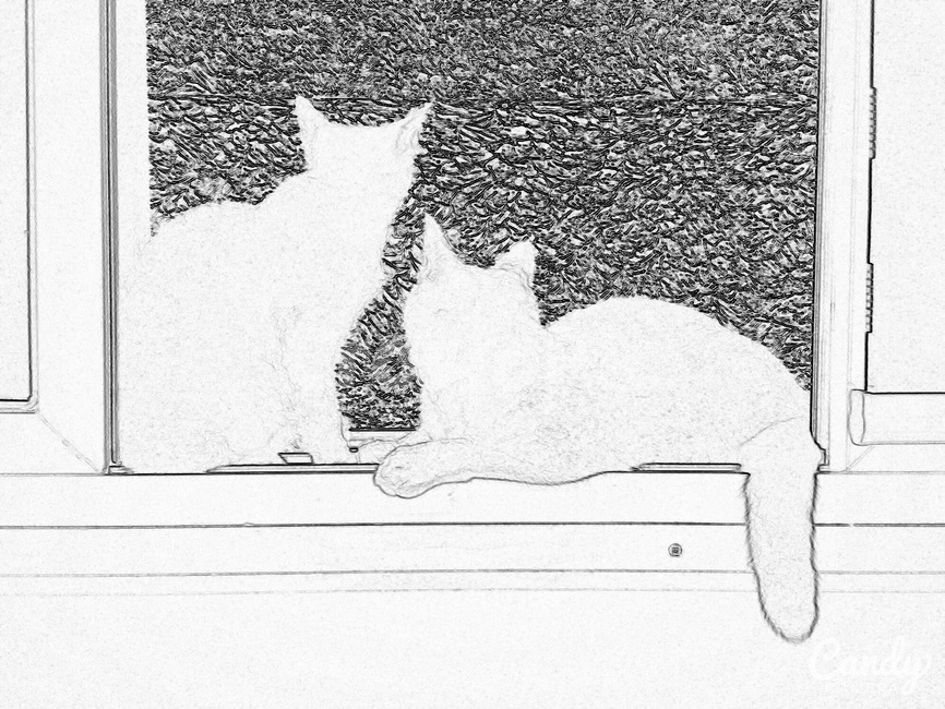 고양이,두마리,cat,반려묘,동물,animal,창틀