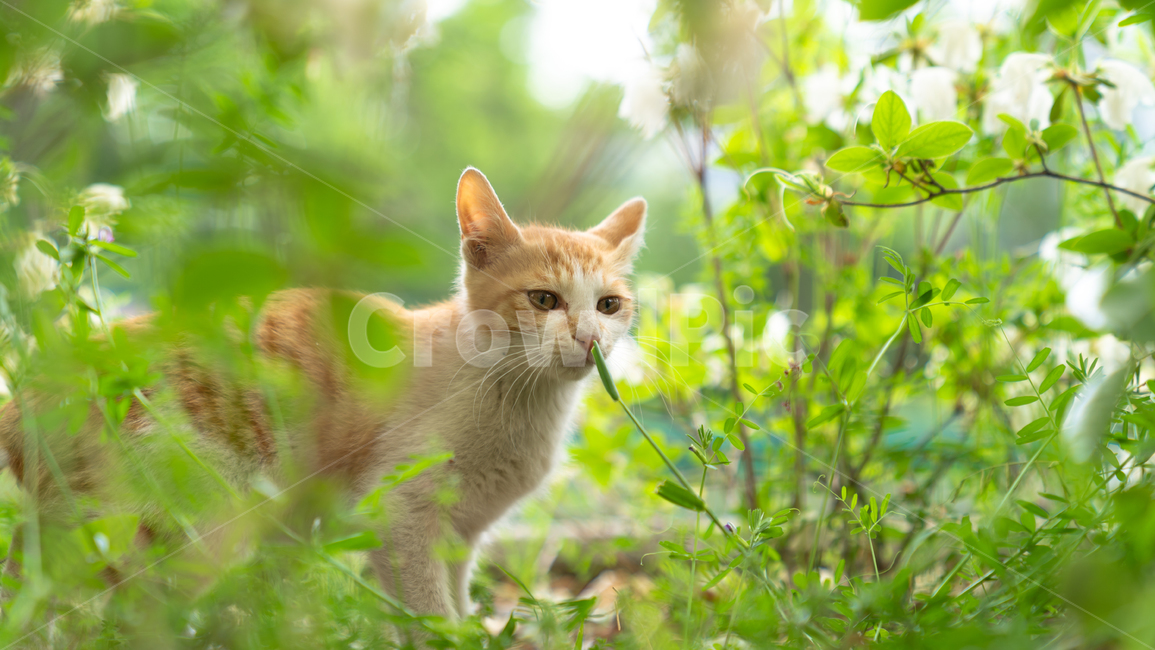 고양이,봄,햇살,냥이,집사,동물,animal,포유류,mammal,고양이,cat,kitten,kitty