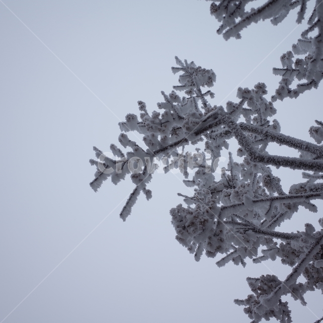 눈,겨울산,눈꽃,산,겨울,한라산,겨울,계절,winter,season,식물,자연,plants,nature,나무,trees,wood