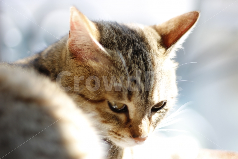 고양이,반려동물,유기묘,길냥이,애완동물,cat,pet,kitten,아기고양이,코숏,코리안숏헤어,동물,animal,캣타워,캣워커,캣폴,햇살,햇볕,일광욕,sunshine,동물,animal,고양이,cat,kitten,kitty,포유류,mammal